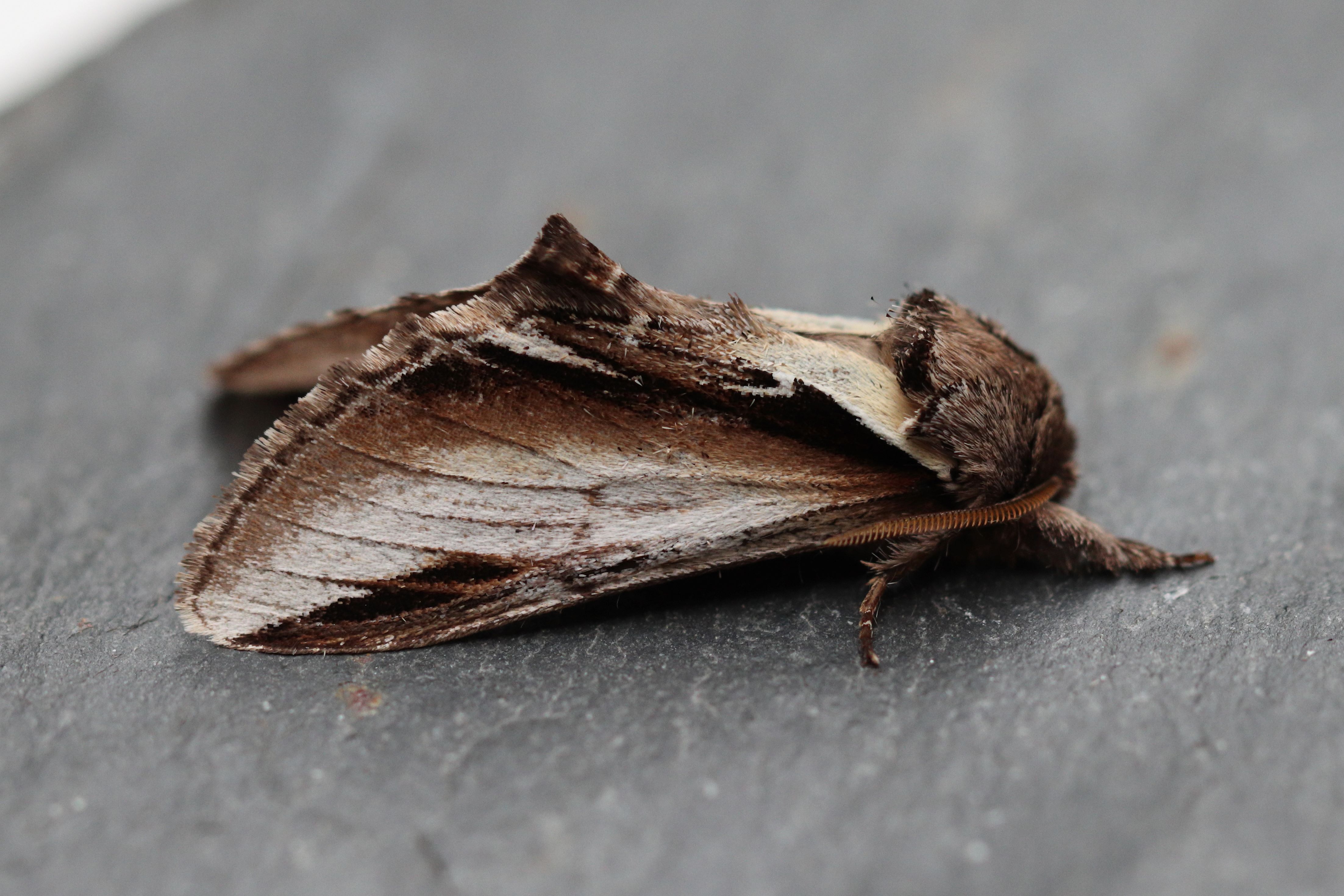 Photo of Lesser Swallow Prominent (Pheosia gnoma)